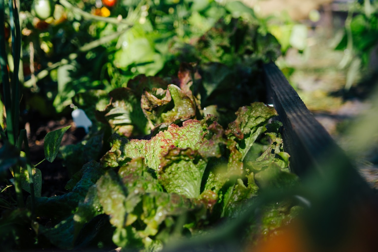Seasonal Tasks for Aberdeenshire Gardeners